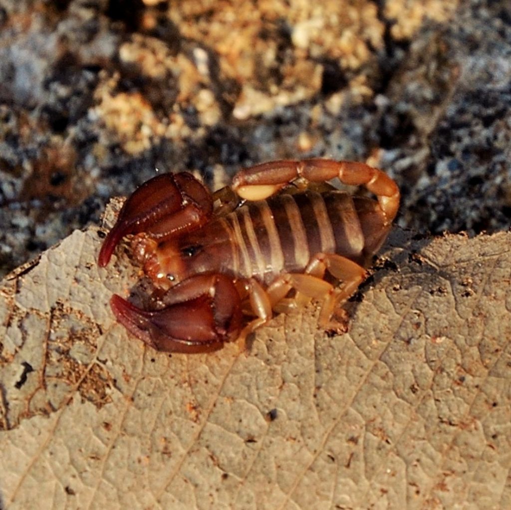 Euscorpius cf. salentinus frmmina dal sud Salento